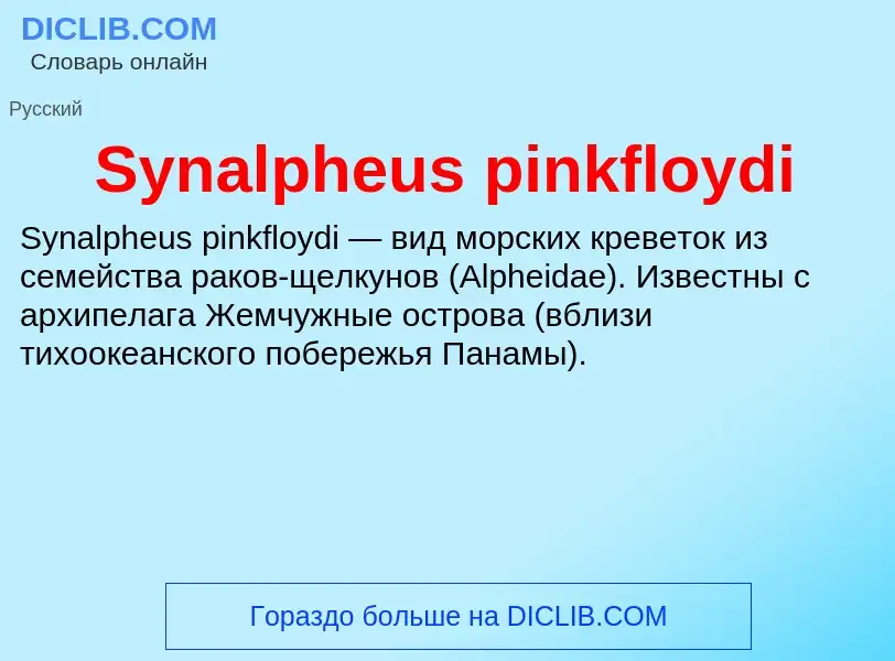 What is Synalpheus pinkfloydi - meaning and definition