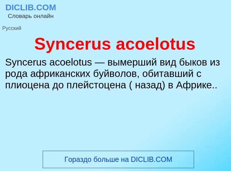 What is Syncerus acoelotus - meaning and definition