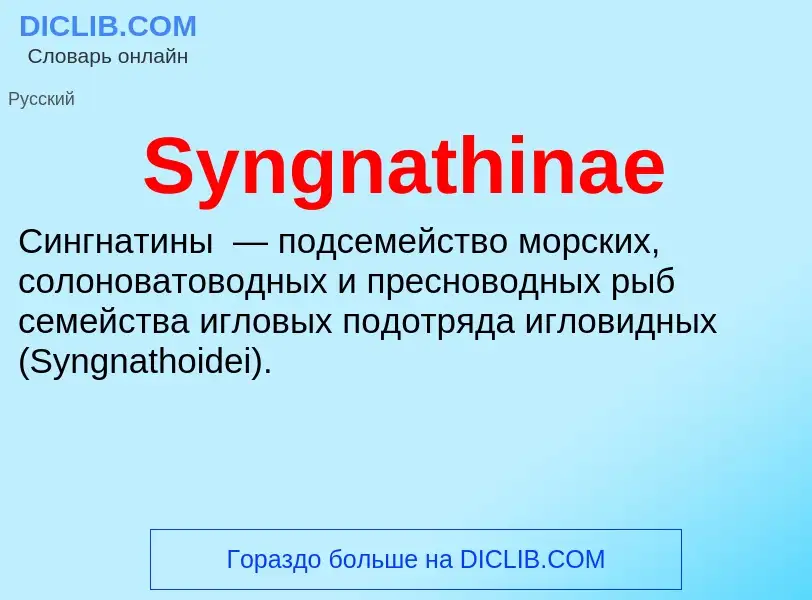 Wat is Syngnathinae - definition