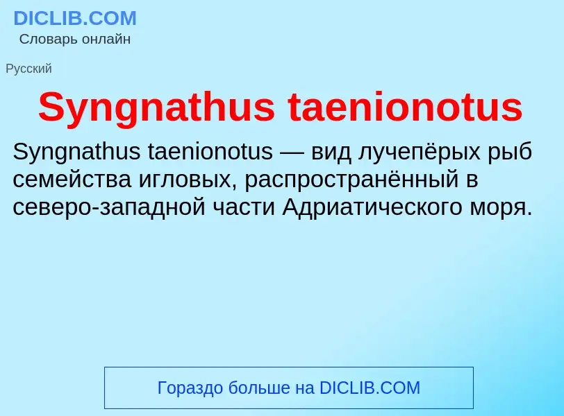 What is Syngnathus taenionotus - meaning and definition