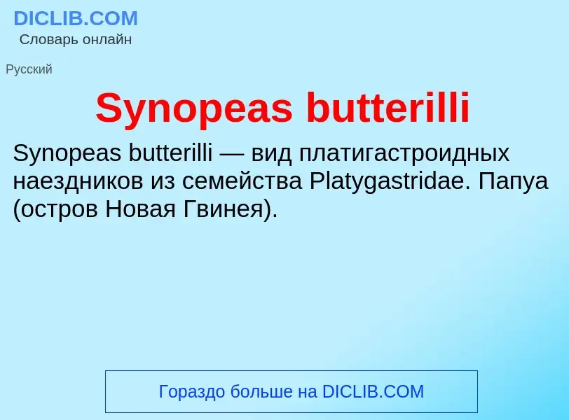 Wat is Synopeas butterilli - definition