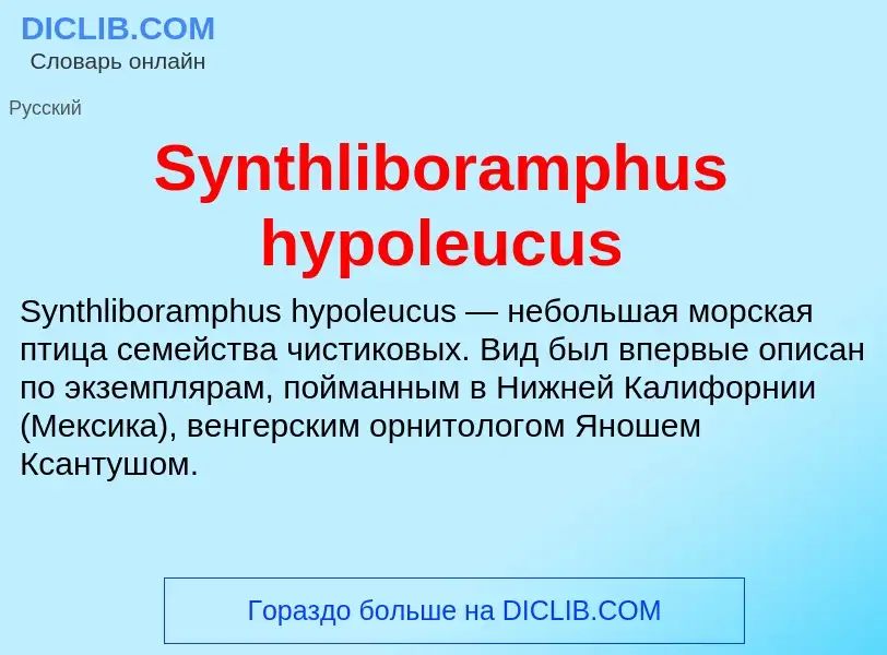 What is Synthliboramphus hypoleucus - meaning and definition