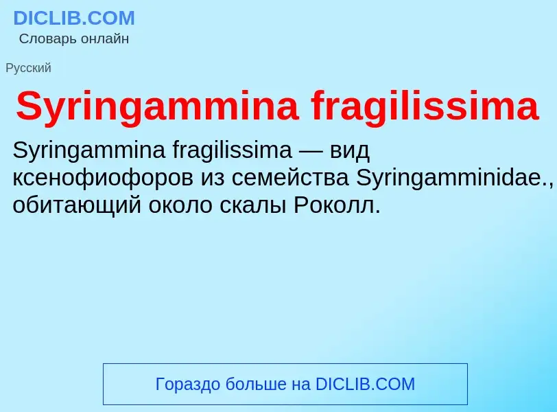 What is Syringammina fragilissima - meaning and definition