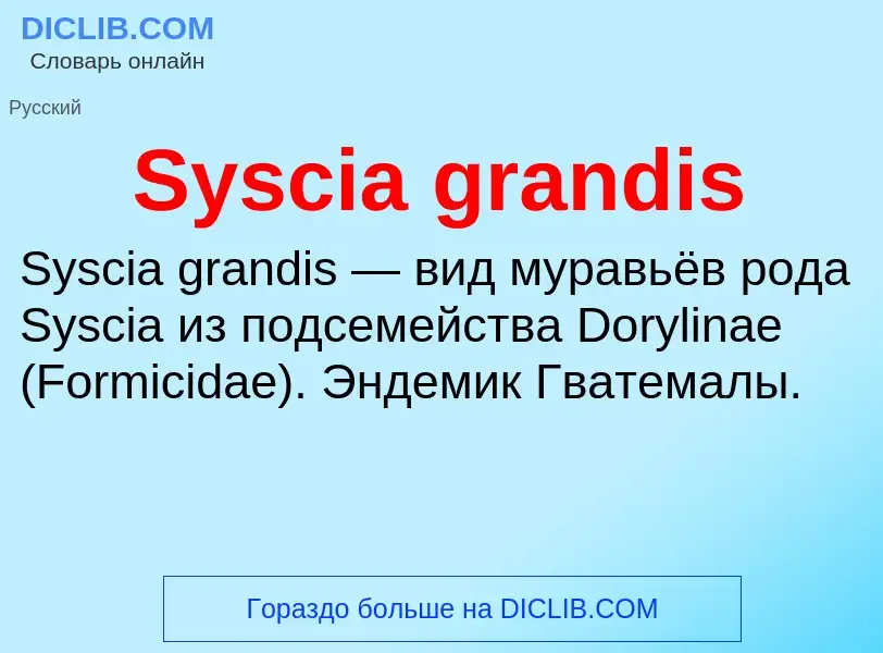 Τι είναι Syscia grandis - ορισμός