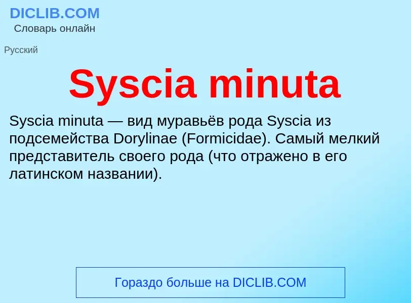 What is Syscia minuta - meaning and definition