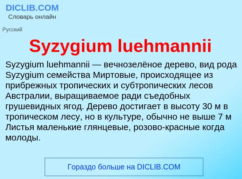 Что такое Syzygium luehmannii - определение