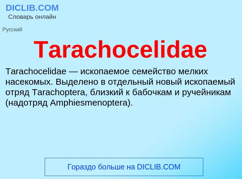 Wat is Tarachocelidae - definition