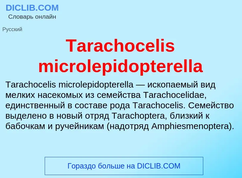 Wat is Tarachocelis microlepidopterella - definition