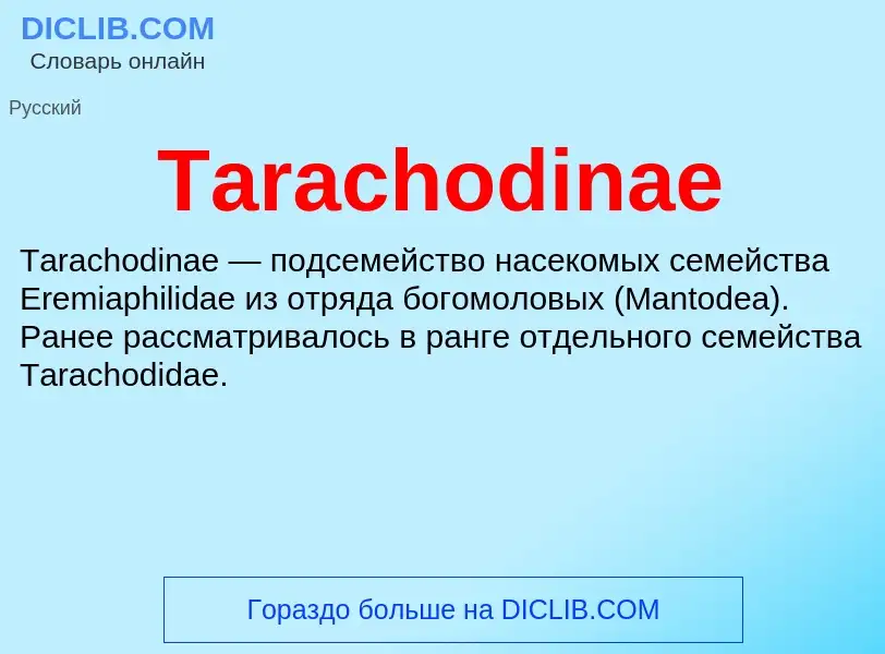 What is Tarachodinae - meaning and definition