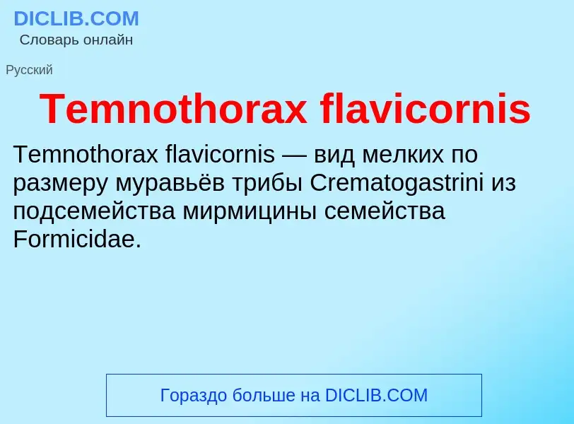 What is Temnothorax flavicornis - meaning and definition