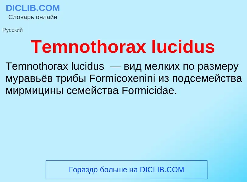 What is Temnothorax lucidus - meaning and definition