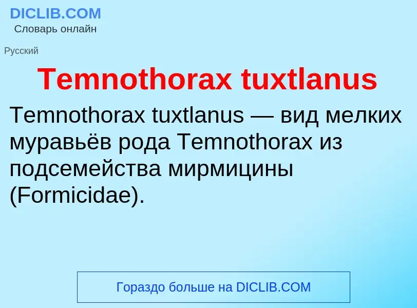 What is Temnothorax tuxtlanus - meaning and definition