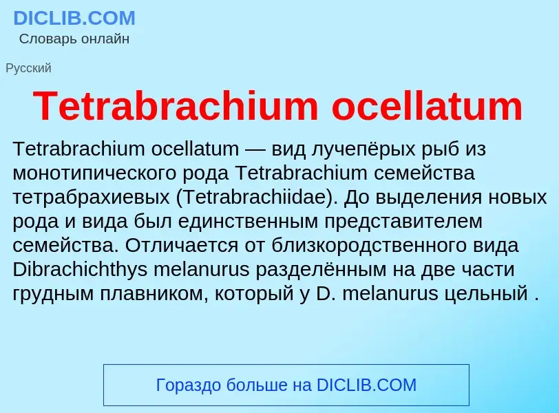 What is Tetrabrachium ocellatum - meaning and definition