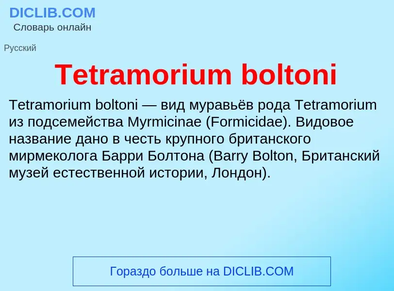 What is Tetramorium boltoni - meaning and definition