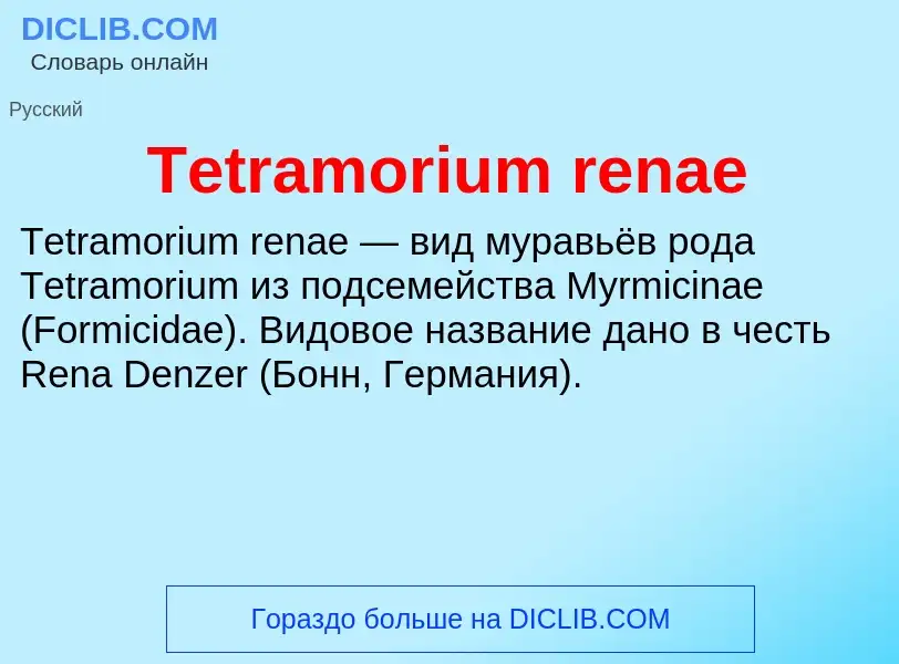 What is Tetramorium renae - meaning and definition