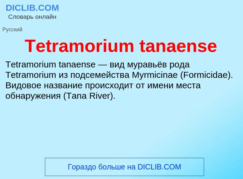 What is Tetramorium tanaense - meaning and definition