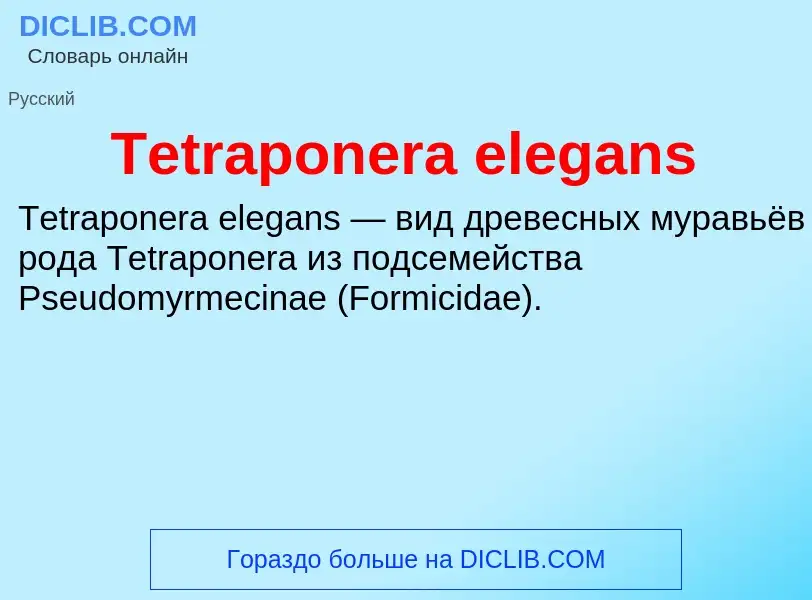 What is Tetraponera elegans - meaning and definition