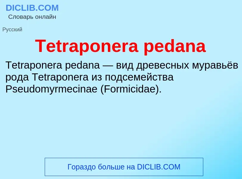 What is Tetraponera pedana - meaning and definition