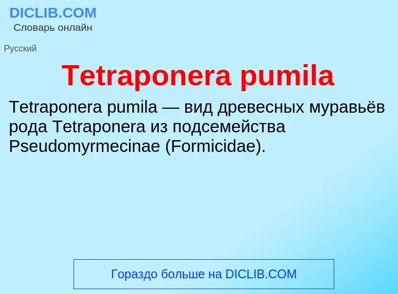 What is Tetraponera pumila - meaning and definition