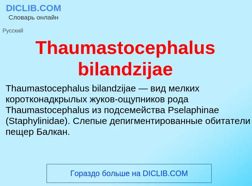 What is Thaumastocephalus bilandzijae - meaning and definition