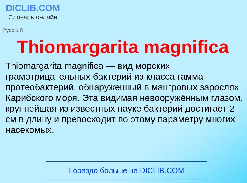 Что такое Thiomargarita magnifica - определение