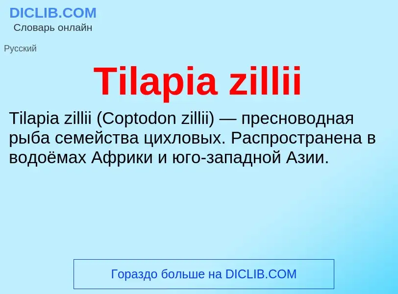 Что такое Tilapia zillii - определение