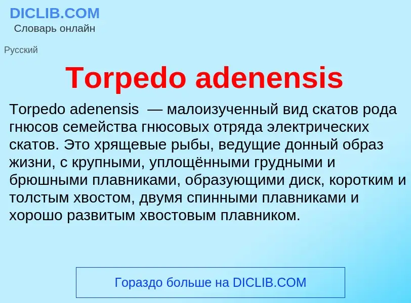 Wat is Torpedo adenensis - definition