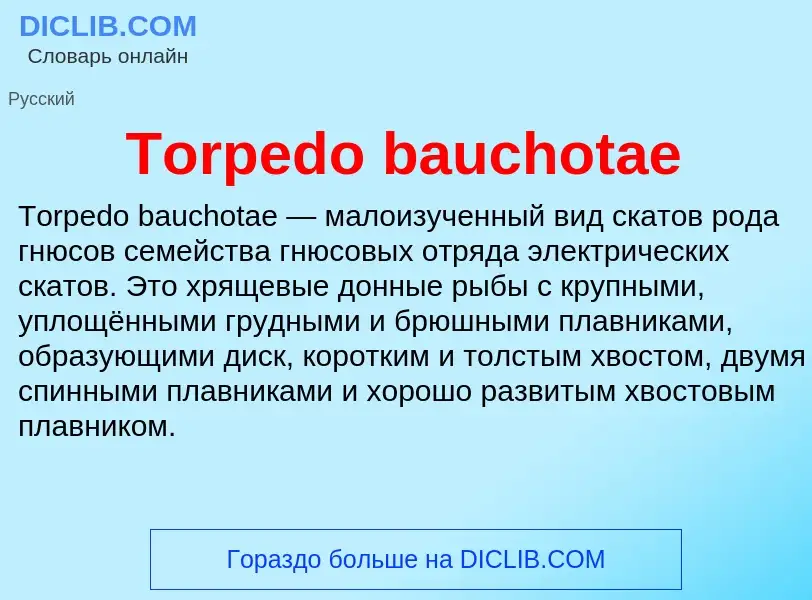 Wat is Torpedo bauchotae - definition