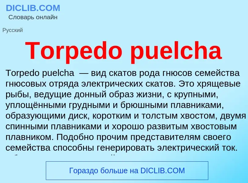 Wat is Torpedo puelcha - definition