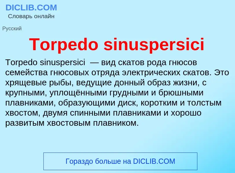 Wat is Torpedo sinuspersici - definition