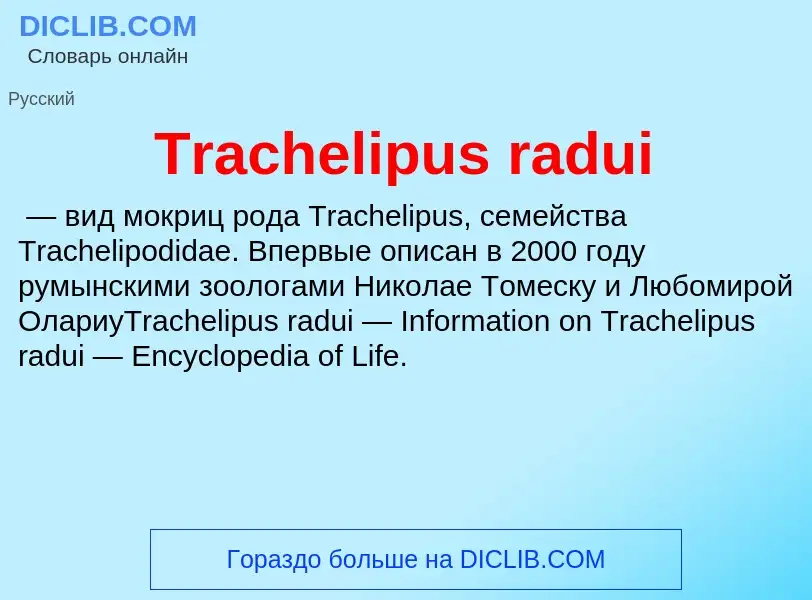 What is Trachelipus radui - definition