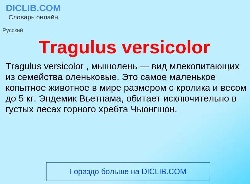 Wat is Tragulus versicolor - definition