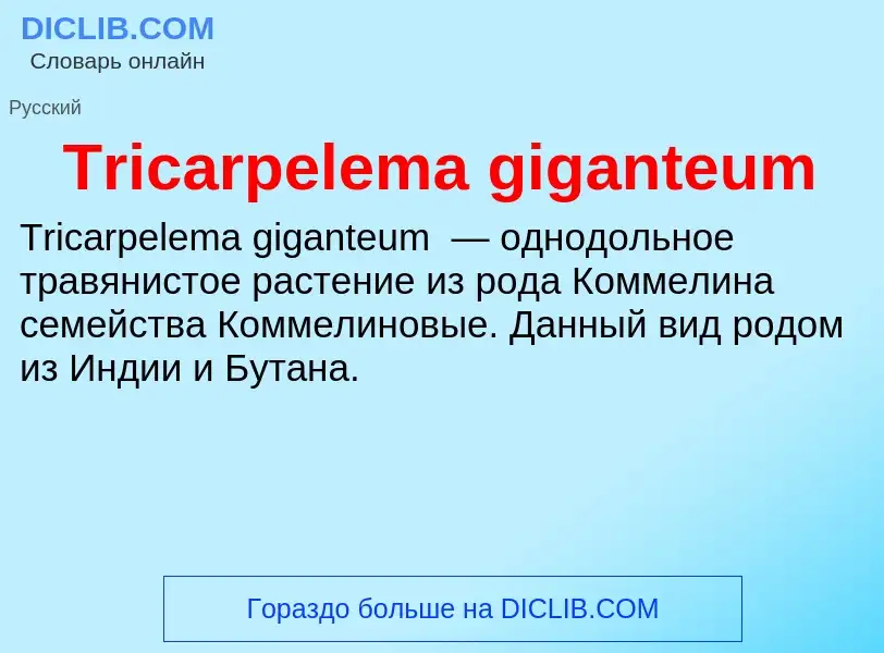 Wat is Tricarpelema giganteum - definition