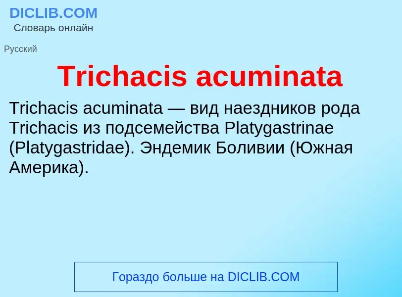 Wat is Trichacis acuminata - definition