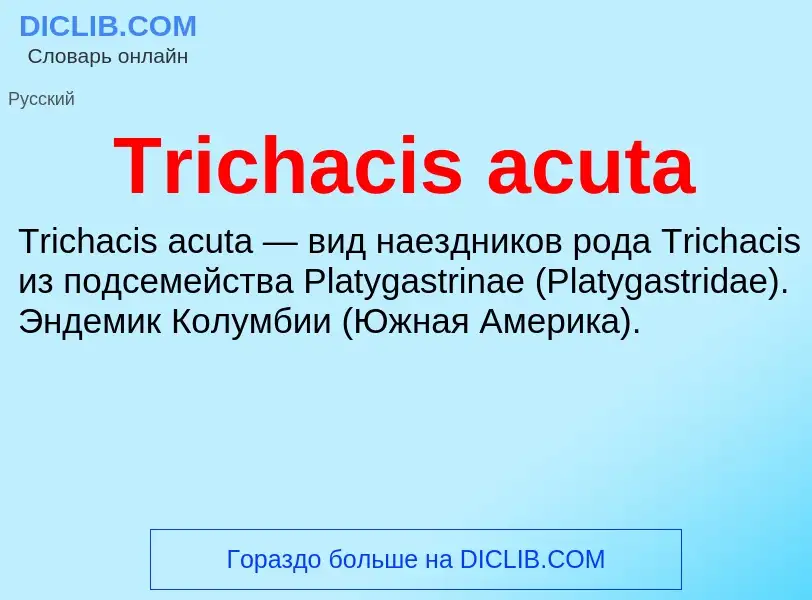 Wat is Trichacis acuta - definition