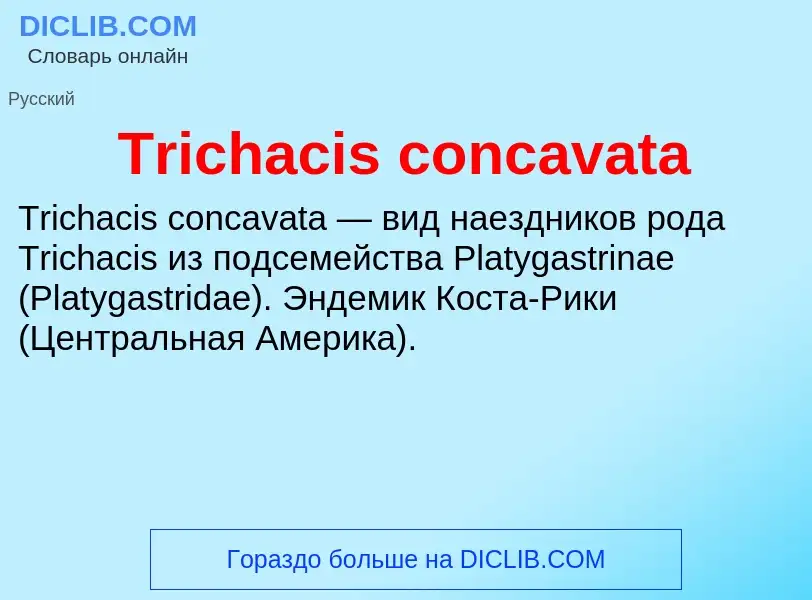 Wat is Trichacis concavata - definition