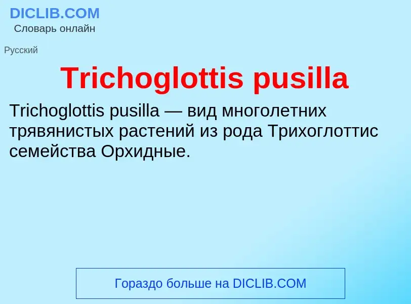 Wat is Trichoglottis pusilla - definition