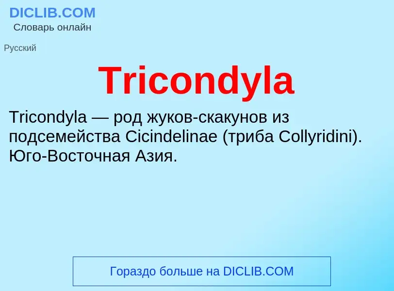 Что такое Tricondyla - определение