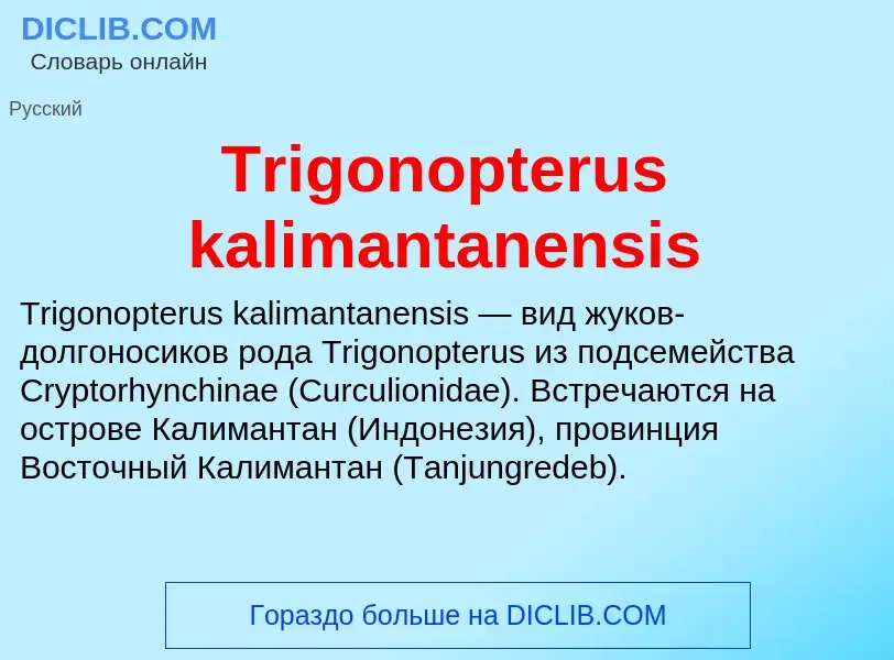 Wat is Trigonopterus kalimantanensis - definition