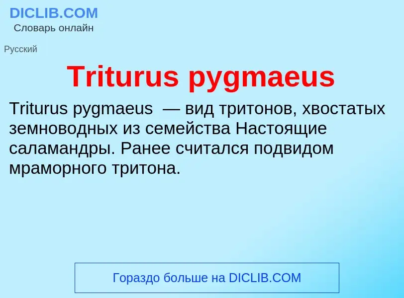 Что такое Triturus pygmaeus - определение