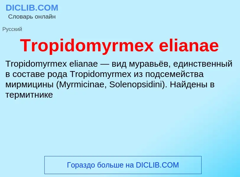 Wat is Tropidomyrmex elianae - definition