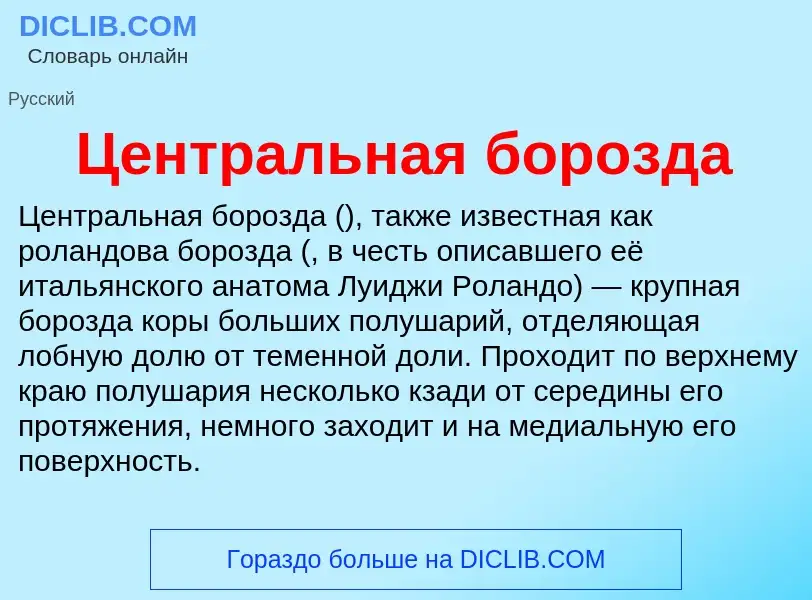 ¿Qué es Центральная борозда? - significado y definición