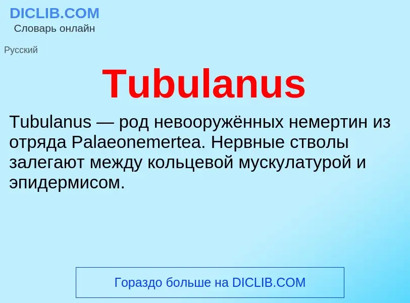 What is Tubulanus - meaning and definition