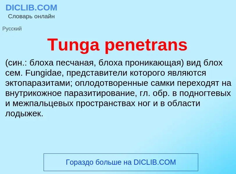 What is Tunga penetrans  - definition