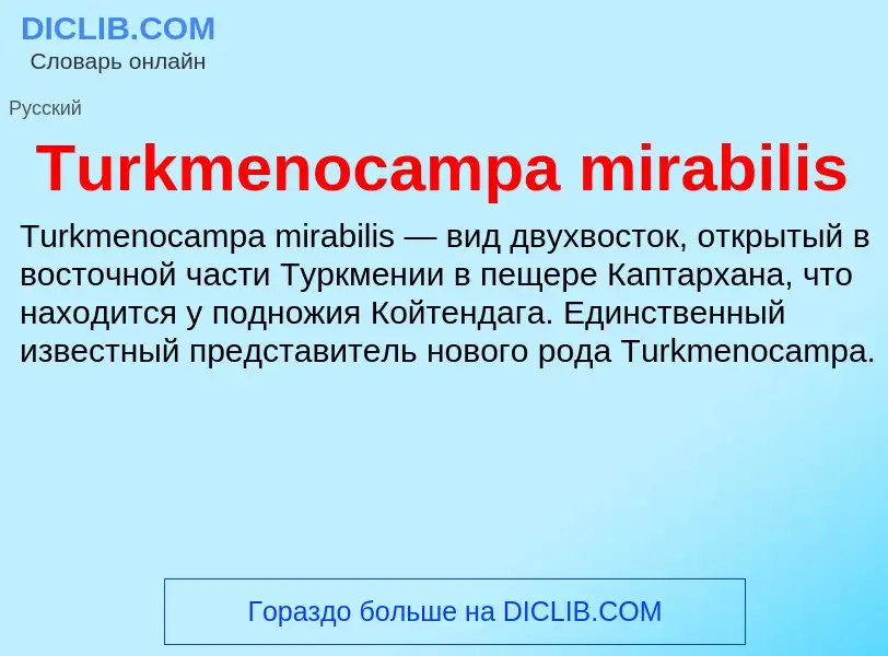 What is Turkmenocampa mirabilis - meaning and definition