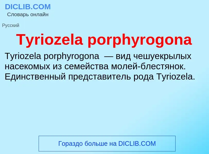 Wat is Tyriozela porphyrogona - definition