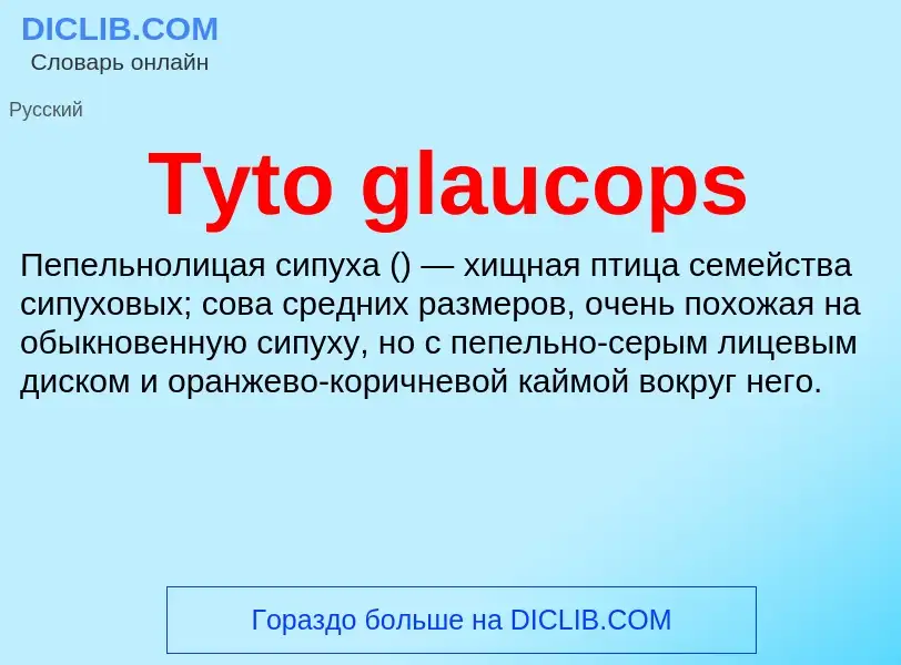 Что такое Tyto glaucops - определение