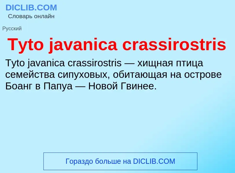 Wat is Tyto javanica crassirostris - definition