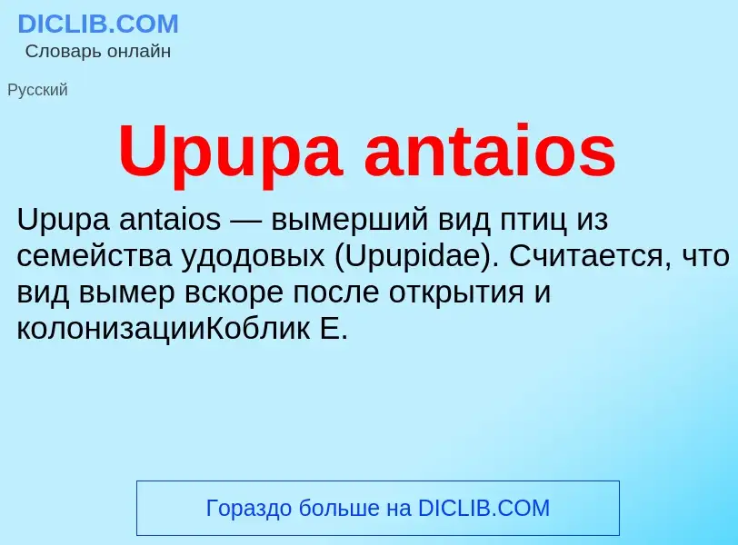 Τι είναι Upupa antaios - ορισμός