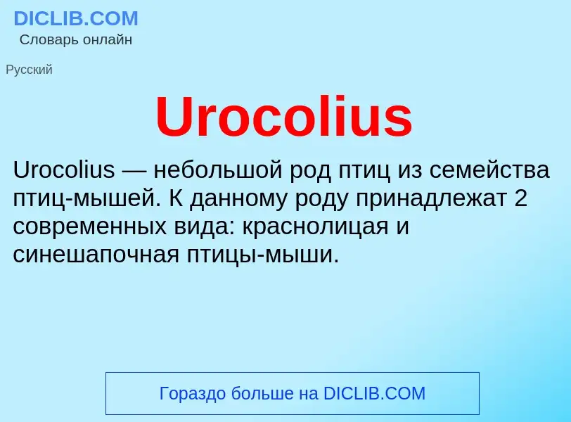 What is Urocolius - meaning and definition